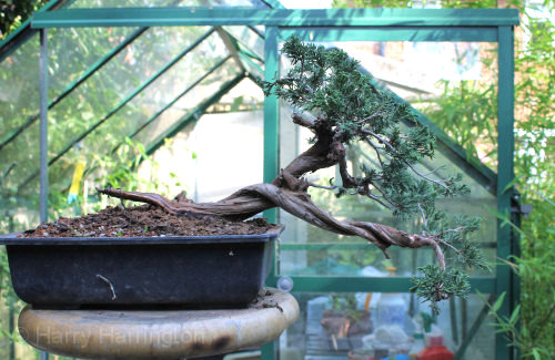 juniper bonsai